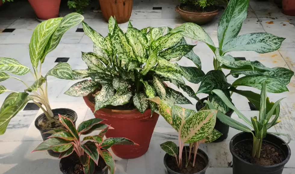 Keep Air Purifying Plants In Home