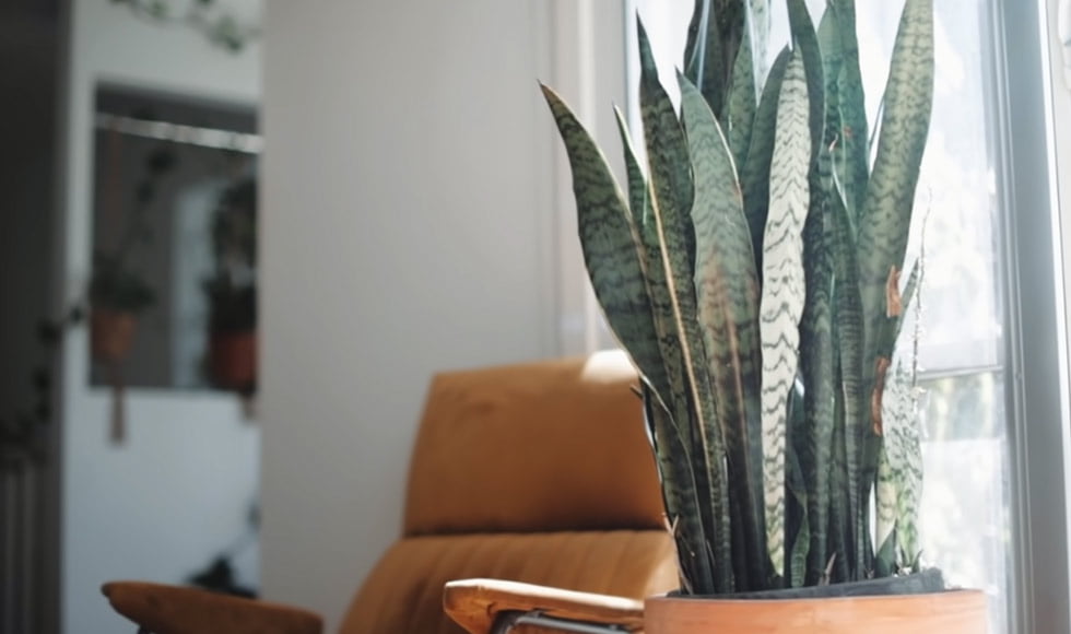 Get Rid Of Any Plants In Your Room